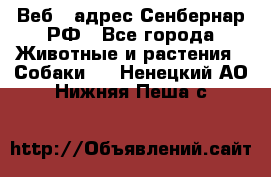 Веб – адрес Сенбернар.РФ - Все города Животные и растения » Собаки   . Ненецкий АО,Нижняя Пеша с.